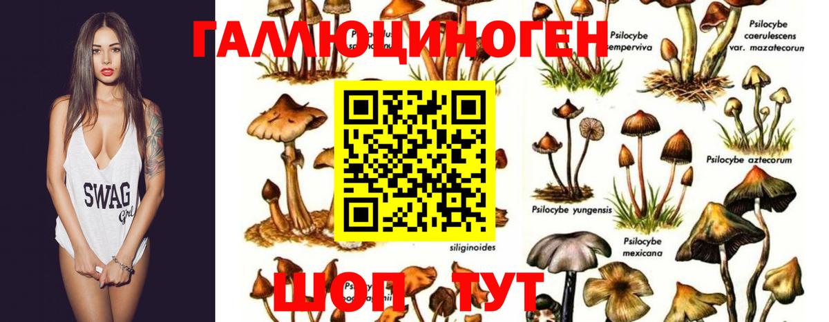 Псилоцибиновые грибы Psilocybine cubensis  Вход с VPN  Галлюциногенные грибы мицелий  Ярославль 